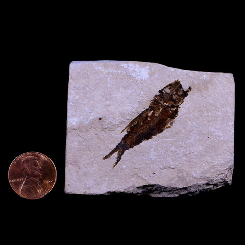 1.7" Hemisaurida Fossil Fish Plate Cretaceous Dinosaur Age Hakel Lebanon - Fossil Age Minerals