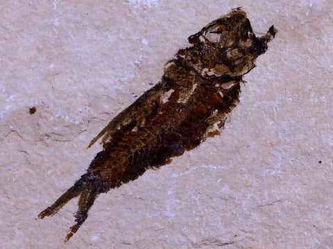 1.7" Hemisaurida Fossil Fish Plate Cretaceous Dinosaur Age Hakel Lebanon - Fossil Age Minerals