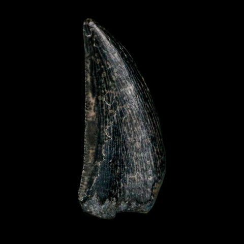 0.6" Kryptops Palaios Abelisaurid Serrated Tooth Fossil Cretaceous Age Dinosaur Niger
