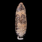XL 2.1" Fossil Pine Cone Equicalastrobus Replaced By Agate Eocene Age Seeds Fruit