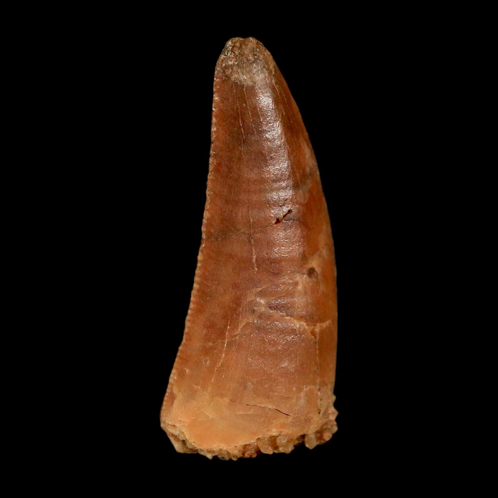 0.8" Abelisaur Serrated Tooth Fossil Cretaceous Age Dinosaur Morocco COA, Display - Fossil Age Minerals