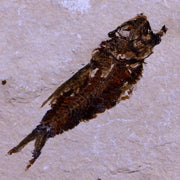 1.7" Hemisaurida Fossil Fish Plate Cretaceous Dinosaur Age Hakel Lebanon