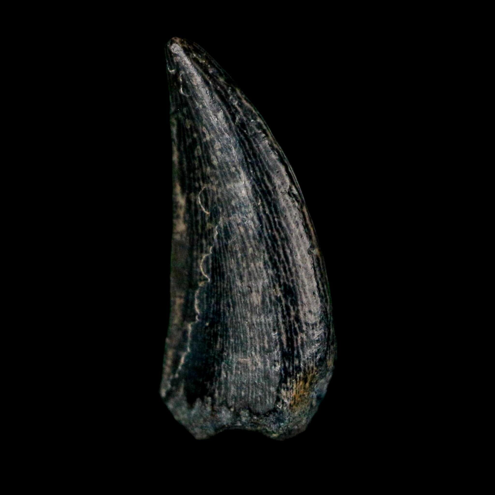 0.6" Kryptops Palaios Abelisaurid Serrated Tooth Fossil Cretaceous Age Dinosaur Niger - Fossil Age Minerals