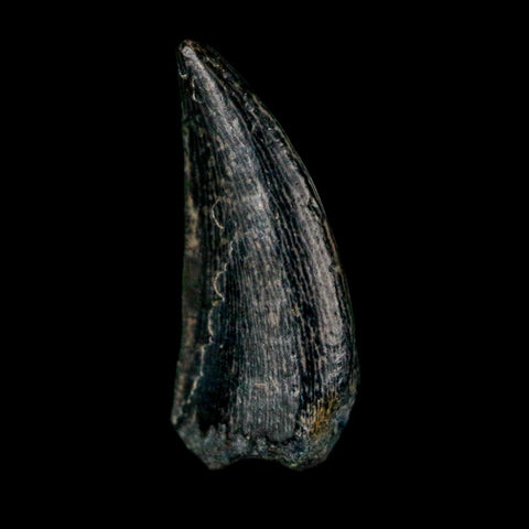 0.6" Kryptops Palaios Abelisaurid Serrated Tooth Fossil Cretaceous Age Dinosaur Niger