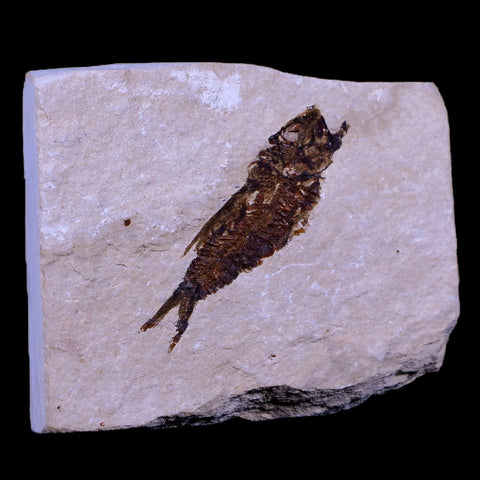 1.7" Hemisaurida Fossil Fish Plate Cretaceous Dinosaur Age Hakel Lebanon - Fossil Age Minerals
