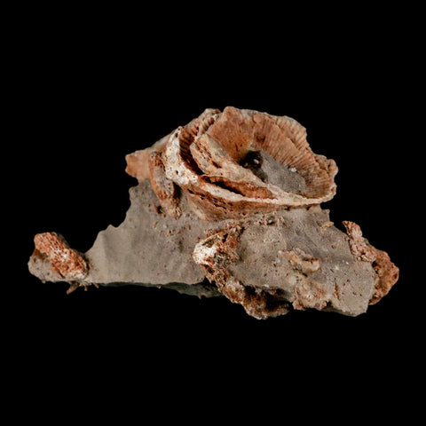 3.3" Thamnopora SP Coral Fossil Coral Reef Devonian Age Verde Valley, Arizona