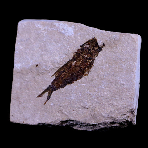 1.7" Hemisaurida Fossil Fish Plate Cretaceous Dinosaur Age Hakel Lebanon - Fossil Age Minerals