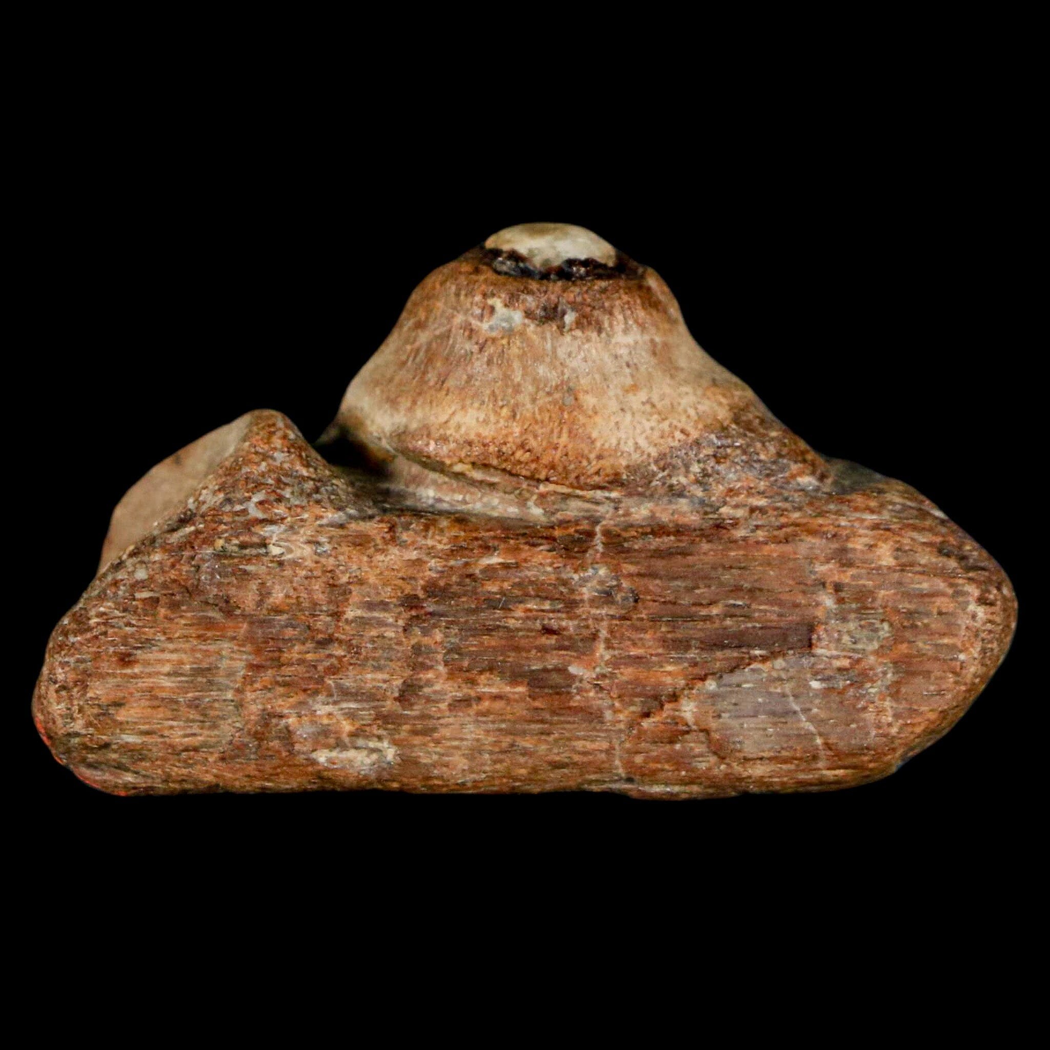 1.5" Mosasaur Fossil Jaw Section Cretaceous Dinosaur Era Texas Ozan FM COA - Fossil Age Minerals