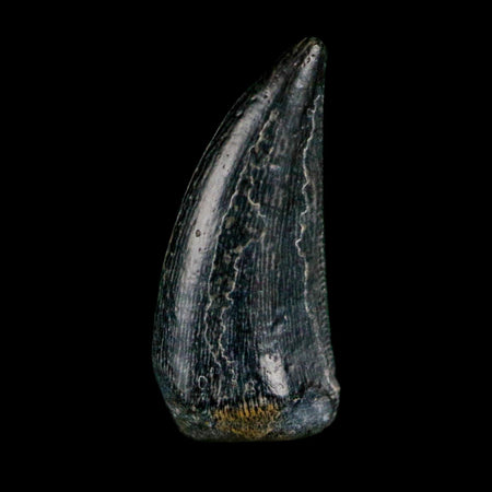 0.6" Kryptops Palaios Abelisaurid Serrated Tooth Fossil Cretaceous Age Dinosaur Niger