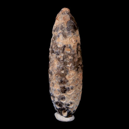 XL 2.1" Fossil Pine Cone Equicalastrobus Replaced By Agate Eocene Age Seeds Fruit
