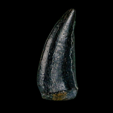 0.6" Kryptops Palaios Abelisaurid Serrated Tooth Fossil Cretaceous Age Dinosaur Niger
