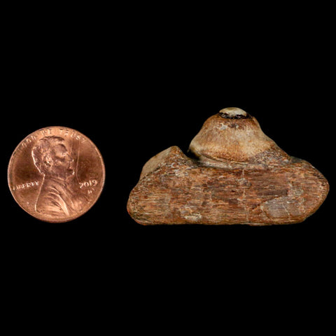 1.5" Mosasaur Fossil Jaw Section Cretaceous Dinosaur Era Texas Ozan FM COA - Fossil Age Minerals