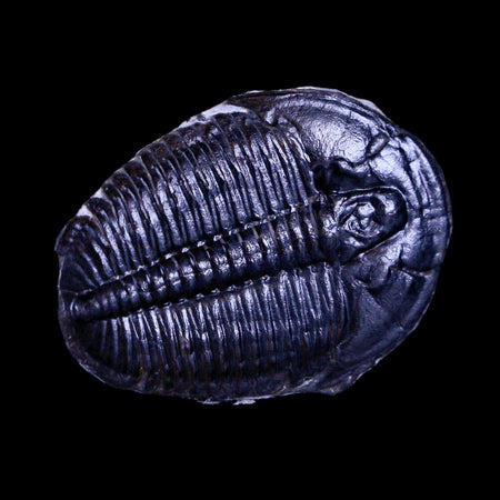 1.3" Elrathia Kingi Trilobite Fossil Utah Cambrian Age 521 Million Years Old COA