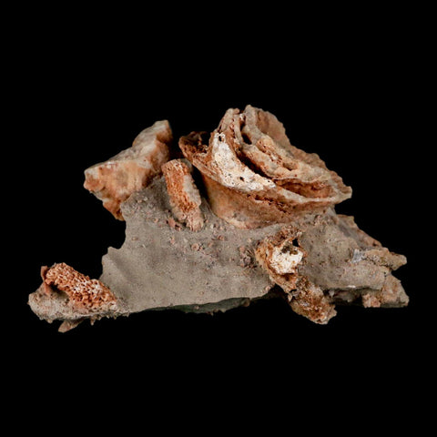 3.3" Thamnopora SP Coral Fossil Coral Reef Devonian Age Verde Valley, Arizona