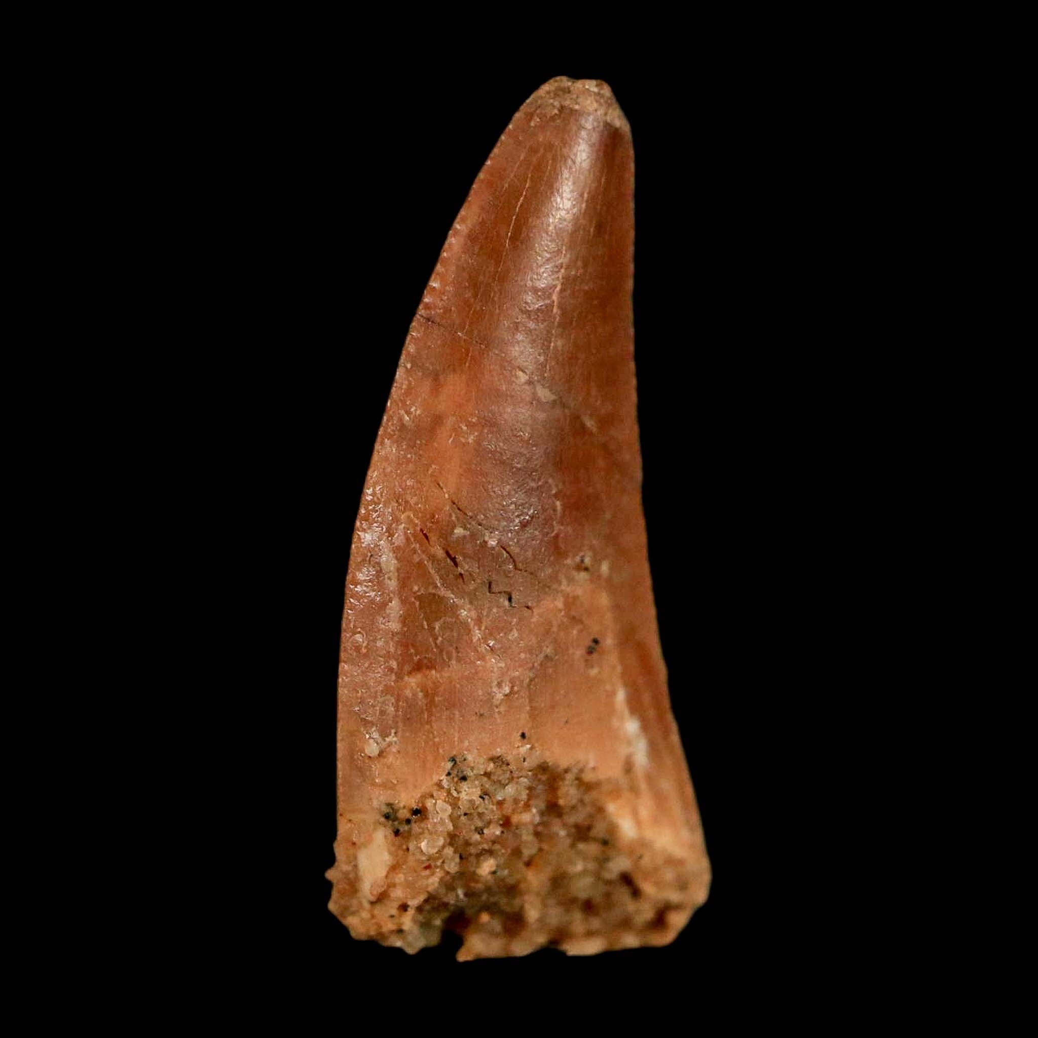 0.8" Abelisaur Serrated Tooth Fossil Cretaceous Age Dinosaur Morocco COA, Display - Fossil Age Minerals