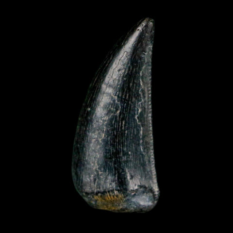 0.6" Kryptops Palaios Abelisaurid Serrated Tooth Fossil Cretaceous Age Dinosaur Niger