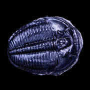 1.3" Elrathia Kingi Trilobite Fossil Utah Cambrian Age 521 Million Years Old COA