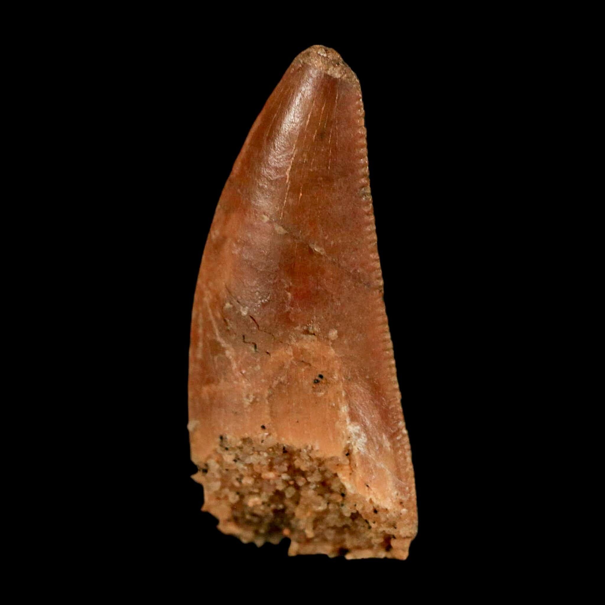 0.8" Abelisaur Serrated Tooth Fossil Cretaceous Age Dinosaur Morocco COA, Display - Fossil Age Minerals
