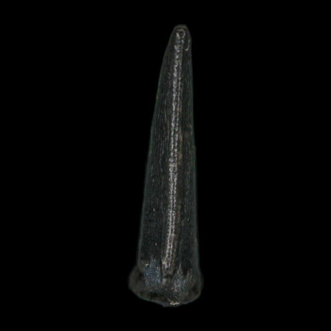 0.6" Kryptops Palaios Abelisaurid Serrated Tooth Fossil Cretaceous Age Dinosaur Niger