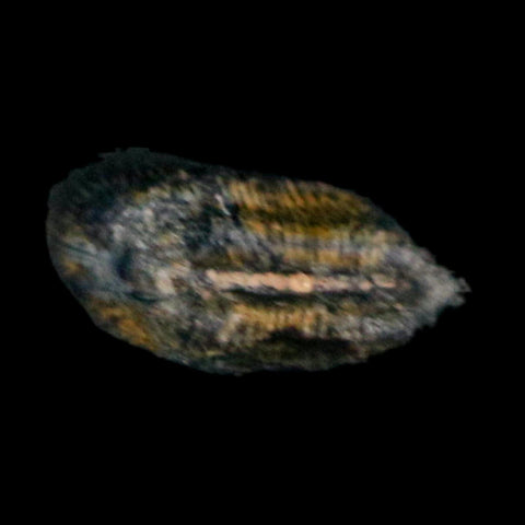 0.6" Kryptops Palaios Abelisaurid Serrated Tooth Fossil Cretaceous Age Dinosaur Niger