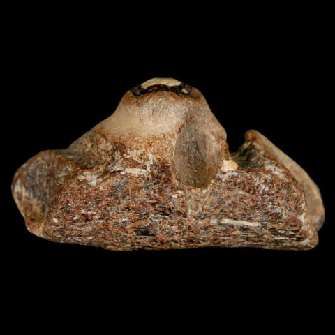 1.5" Mosasaur Fossil Jaw Section Cretaceous Dinosaur Era Texas Ozan FM COA - Fossil Age Minerals