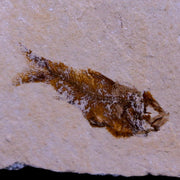 1.1" Hemisaurida Fossil Fish Plate Cretaceous Dinosaur Age Hakel Lebanon