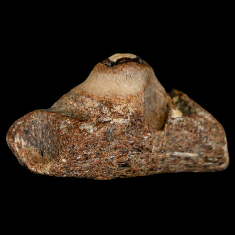 1.5" Mosasaur Fossil Jaw Section Cretaceous Dinosaur Era Texas Ozan FM COA - Fossil Age Minerals