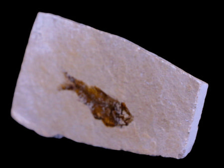 1.1" Hemisaurida Fossil Fish Plate Cretaceous Dinosaur Age Hakel Lebanon