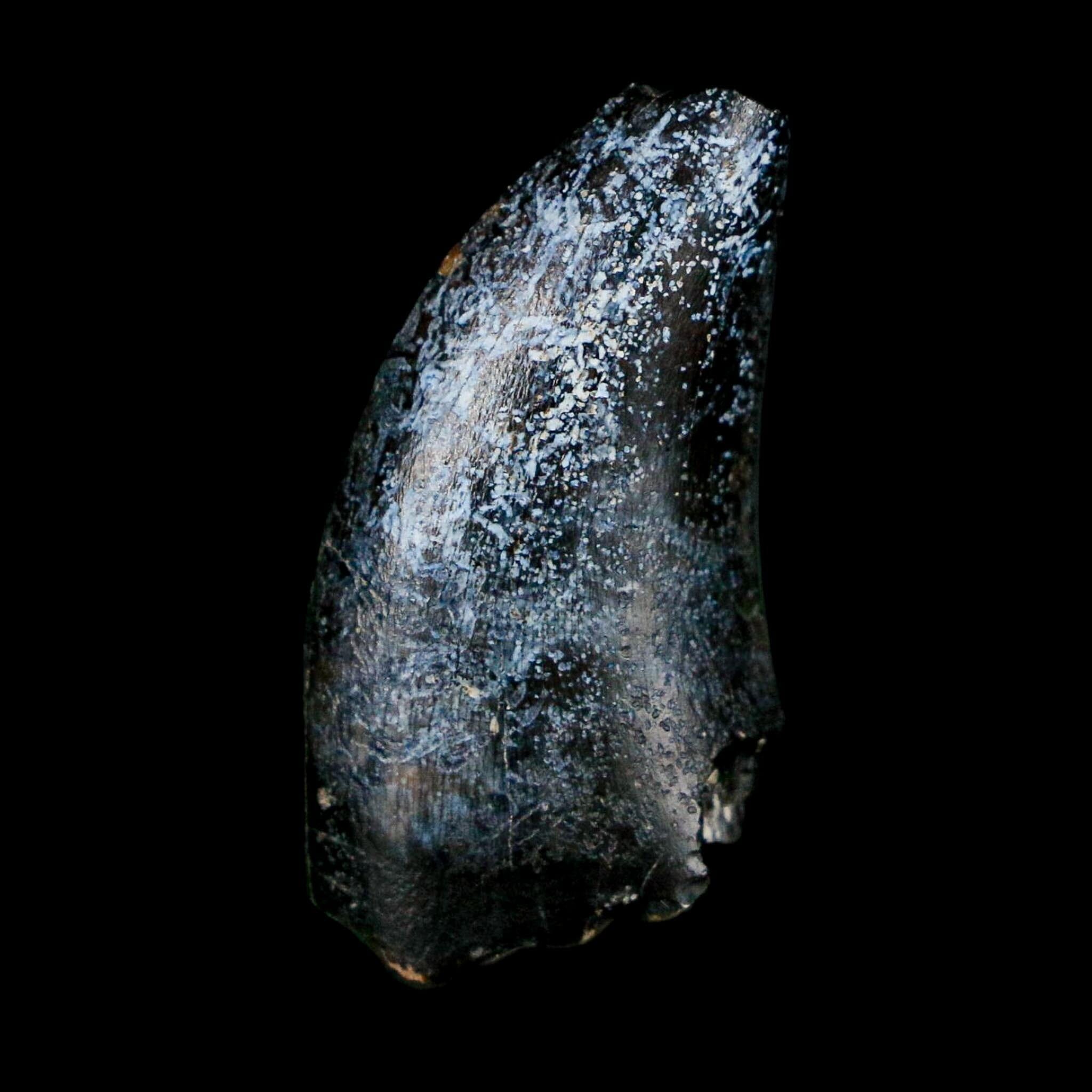 1.1" Eocarcharia Dinops Tooth Fossil Cretaceous Age Carcharodontosaurid Dinosaur Niger - Fossil Age Minerals