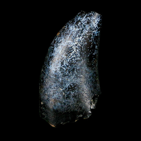 1.1" Eocarcharia Dinops Tooth Fossil Cretaceous Age Carcharodontosaurid Dinosaur Niger