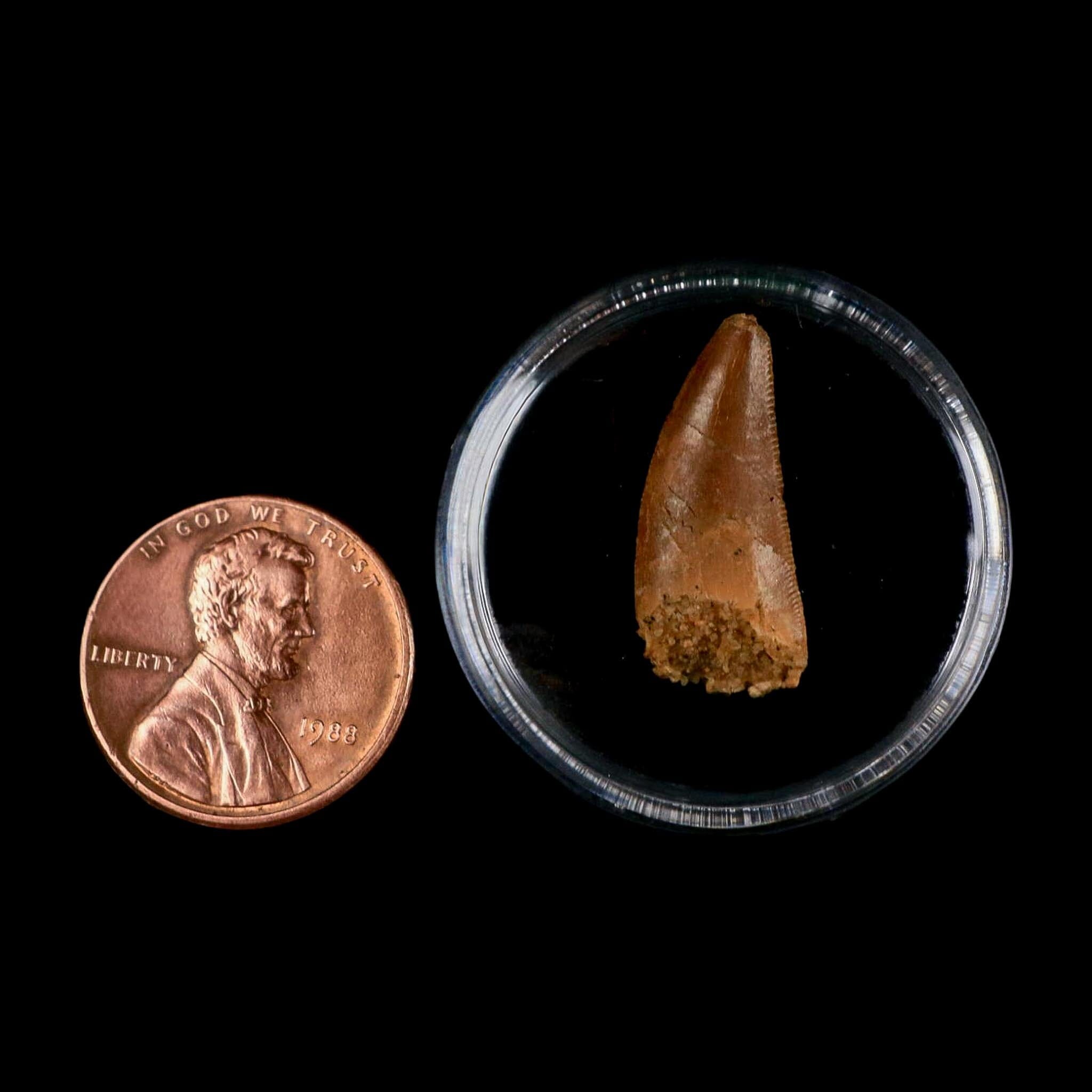 0.8" Abelisaur Serrated Tooth Fossil Cretaceous Age Dinosaur Morocco COA, Display - Fossil Age Minerals
