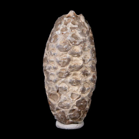 1.6" Fossil Pine Cone Equicalastrobus Replaced By Agate Eocene Age Seeds Fruit