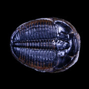 1.2" Elrathia Kingi Trilobite Fossil Utah Cambrian Age 521 Million Years Old COA
