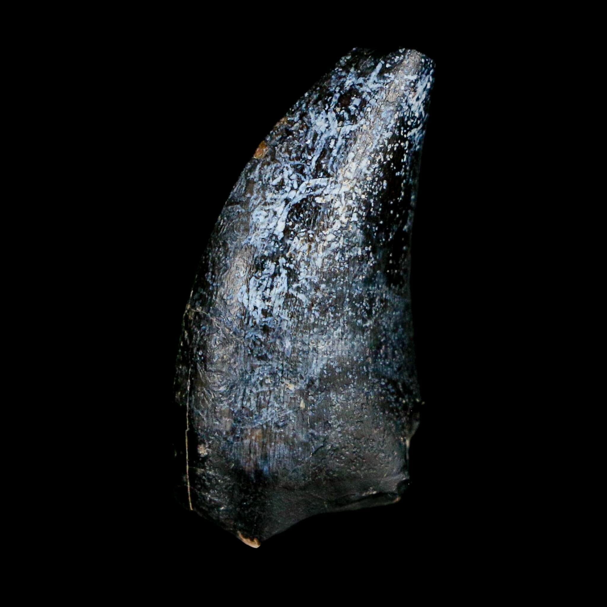 1.1" Eocarcharia Dinops Tooth Fossil Cretaceous Age Carcharodontosaurid Dinosaur Niger - Fossil Age Minerals