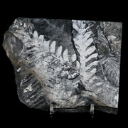 4.6" Alethopteris Fern Plant Leaf Fossil Carboniferous Age Llewellyn FM ST Clair, PA