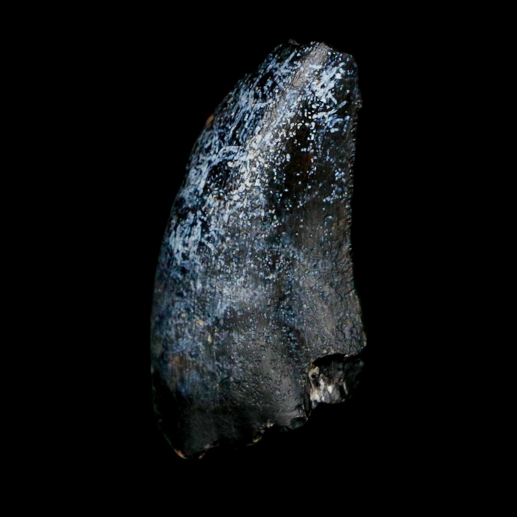 1.1" Eocarcharia Dinops Tooth Fossil Cretaceous Age Carcharodontosaurid Dinosaur Niger - Fossil Age Minerals