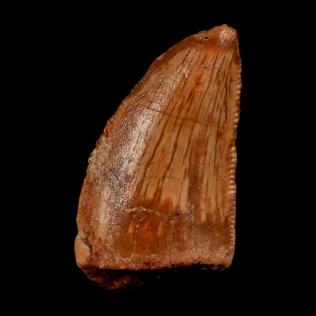 0.7" Abelisaur Serrated Tooth Fossil Cretaceous Age Dinosaur Morocco COA, Display