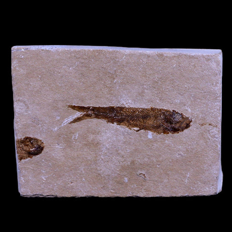 1.6" Hemisaurida Fossil Fish Plate Cretaceous Dinosaur Age Hakel Lebanon - Fossil Age Minerals