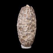 1.6" Fossil Pine Cone Equicalastrobus Replaced By Agate Eocene Age Seeds Fruit