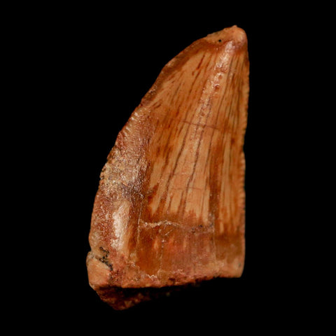 0.7" Abelisaur Serrated Tooth Fossil Cretaceous Age Dinosaur Morocco COA, Display