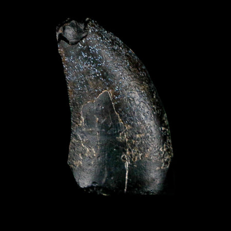 1.1" Eocarcharia Dinops Tooth Fossil Cretaceous Age Carcharodontosaurid Dinosaur Niger