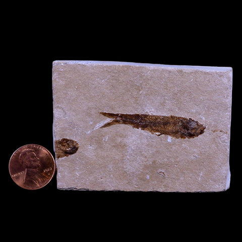 1.6" Hemisaurida Fossil Fish Plate Cretaceous Dinosaur Age Hakel Lebanon - Fossil Age Minerals