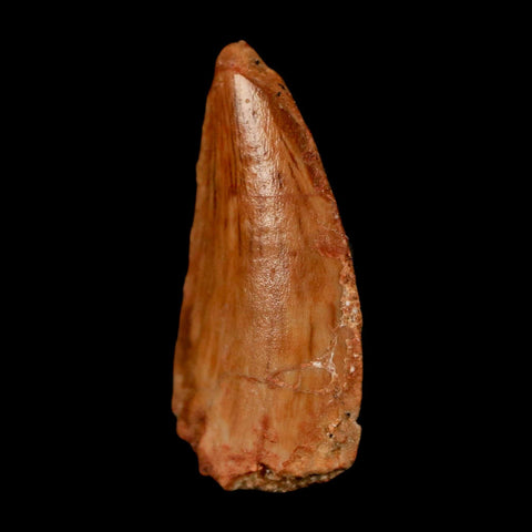 0.7" Abelisaur Serrated Tooth Fossil Cretaceous Age Dinosaur Morocco COA, Display