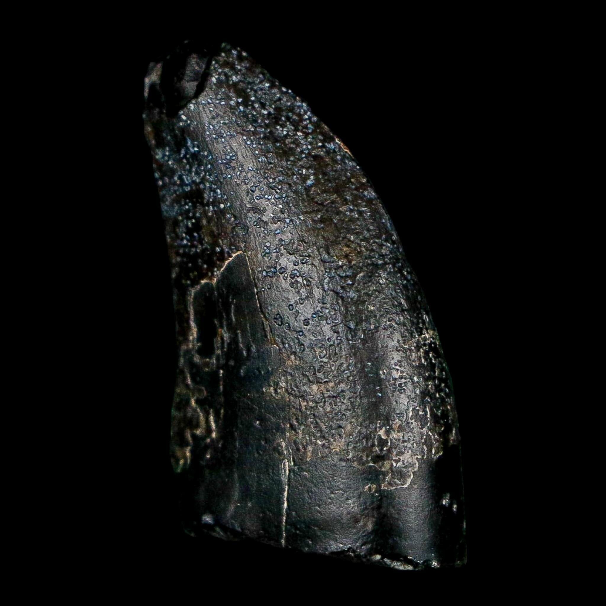 1.1" Eocarcharia Dinops Tooth Fossil Cretaceous Age Carcharodontosaurid Dinosaur Niger - Fossil Age Minerals