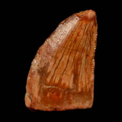 0.7" Abelisaur Serrated Tooth Fossil Cretaceous Age Dinosaur Morocco COA, Display