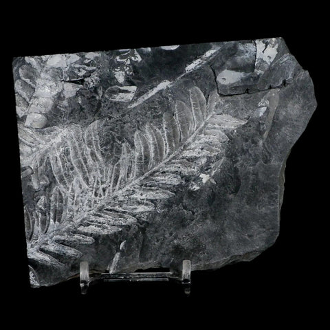 4.6" Alethopteris Fern Plant Leaf Fossil Carboniferous Age Llewellyn FM ST Clair, PA - Fossil Age Minerals