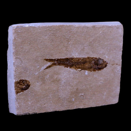 1.6" Hemisaurida Fossil Fish Plate Cretaceous Dinosaur Age Hakel Lebanon