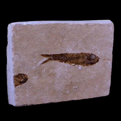 1.6" Hemisaurida Fossil Fish Plate Cretaceous Dinosaur Age Hakel Lebanon - Fossil Age Minerals