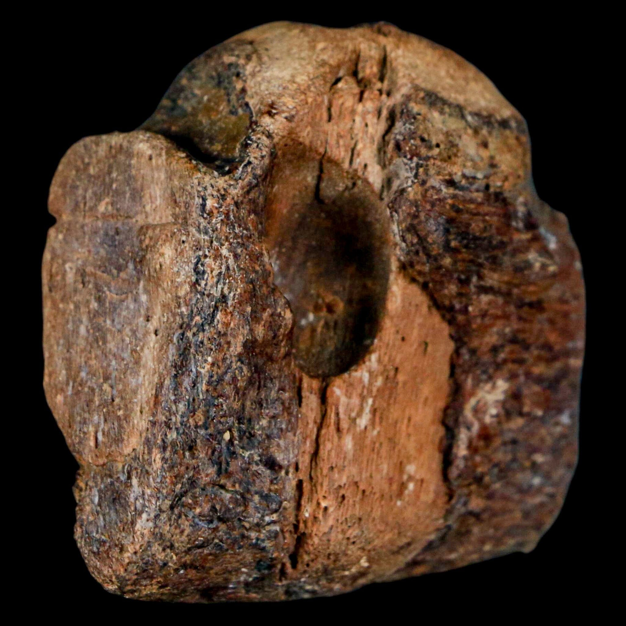 1.5" Mosasaur Fossil Jaw Section Cretaceous Dinosaur Era Texas Ozan FM COA - Fossil Age Minerals