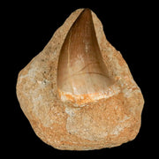 XL 2.1" Mosasaur Prognathodon Fossil Tooth In Matrix Cretaceous Dinosaur Era COA